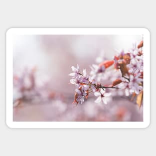 Cherry Blossom Sticker